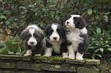 BEARDED COLLIE 468